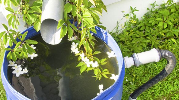 How to Keep your Rain Barrels Mosquito Free