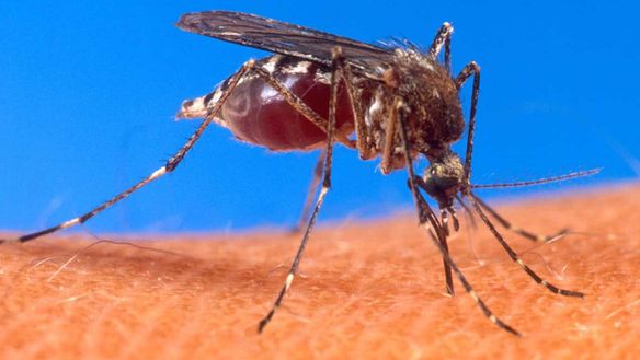 What Everyone Should Know: the Dos and Don'ts of Mosquito Bites