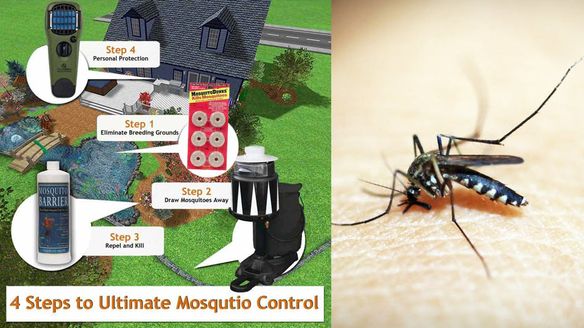 Learn What You Can Do To Kill Mosquitoes In Your Neighborhood