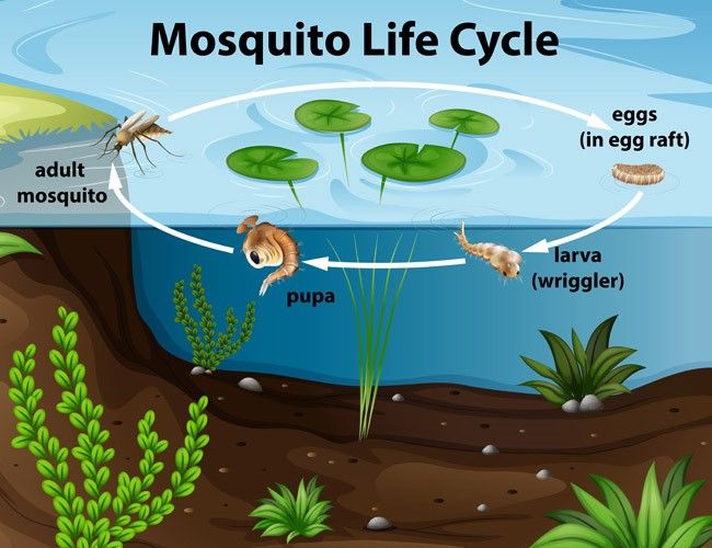 The Ins and Outs of Mosquito Control: Take Back Control of Your Backyard! 🦟