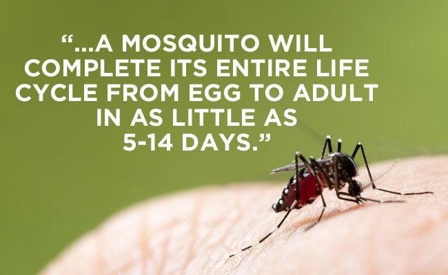 The Ins and Outs of Mosquito Control: Take Back Control of Your Backyard! 🦟