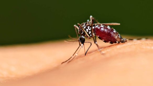 What Attracts Biting Mosquitoes to Their Prey