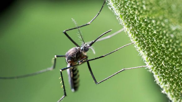 The Truth about Each Common Mosquito Myth