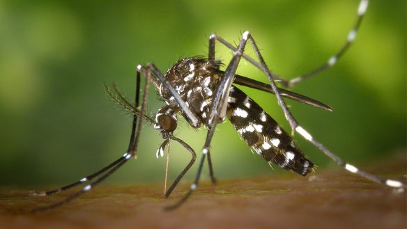 Commonly Asked Questions about the Zika Virus