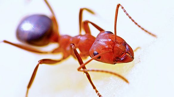 Rid your Property of Fire Ants without Harming Other Wildlife
