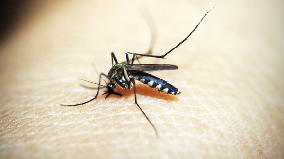 When To Expect The Start Of Mosquito Season In Your Area