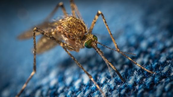 How To Prevent Eastern Equine Encephalitis (EEE) With Proper Mosquito Control