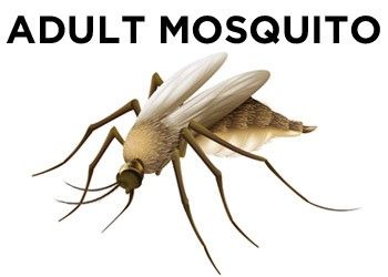 The Ins and Outs of Mosquito Control: Take Back Control of Your Backyard! 🦟