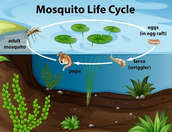 The Ins & Outs of Mosquito Control: Take Back Control of Your Yard